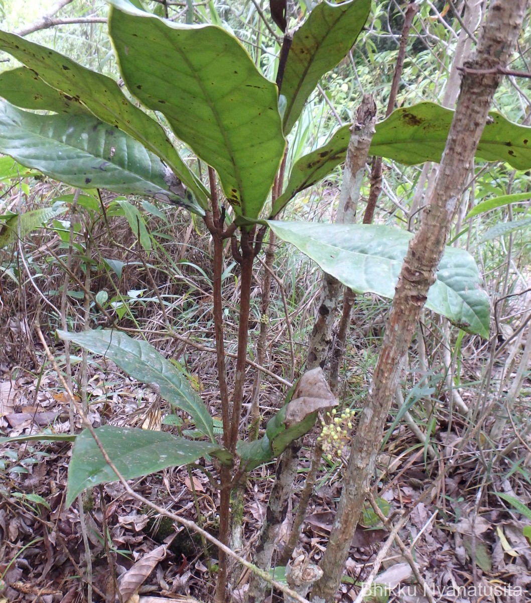 Semecarpus subpeltatus Thwaites